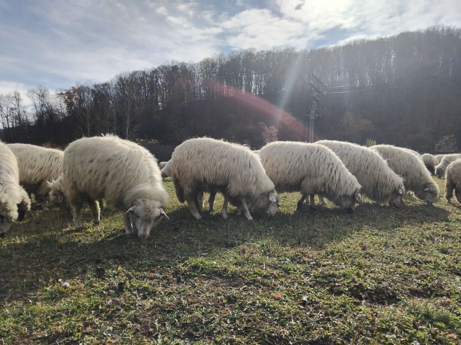 De vânzare oi.                              .