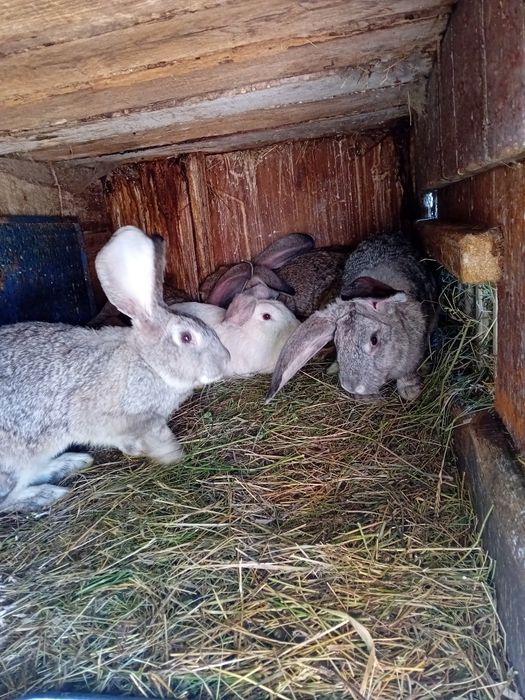 Iepuroi de vânzare 150 lei