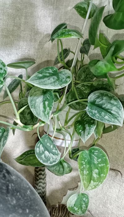 Продам срезы сциндапсусов и эпипремнумов ( без корней)