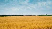 Продавам земеделска земя