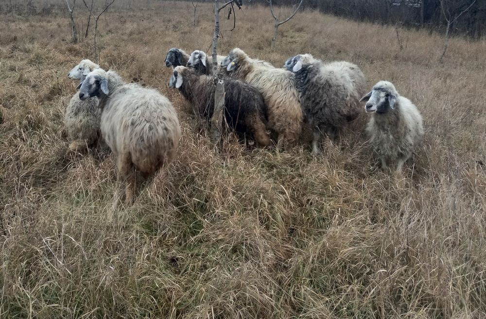 7 Oi și un Berbec Brumarii