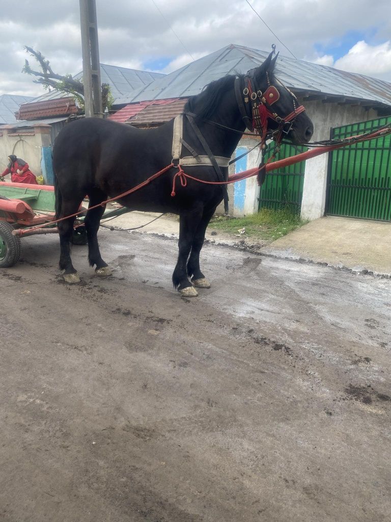 Vând o iapă de 5 ani semigrea merge la unu cum vrei probezi la fața lo