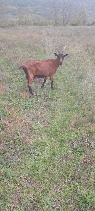 Vând capre alpine franceze