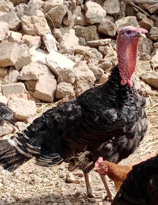 Туйетауык сатылады