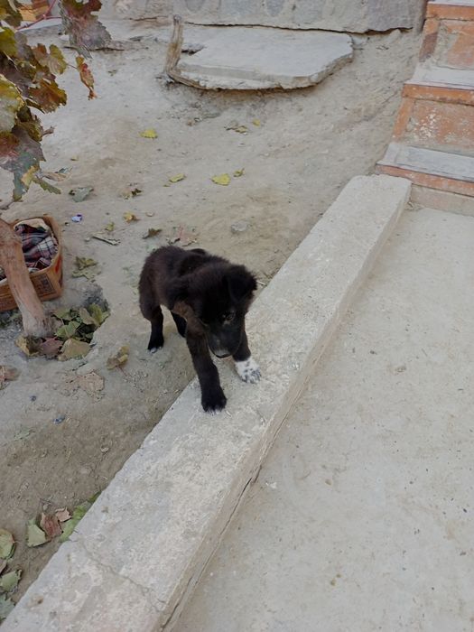 Щенки,маленькой породы,2месяца