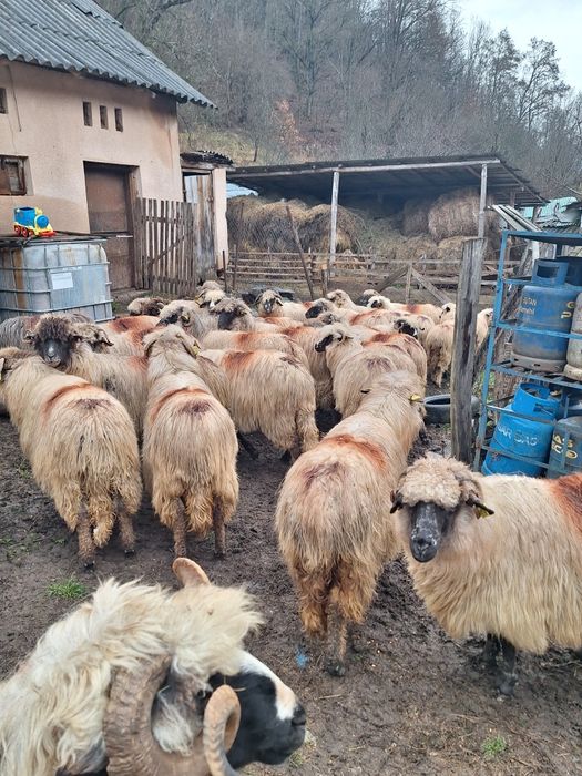 Vand 30 oi mai multe detalii în privat