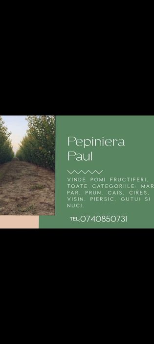 Nuci si pomi fructiferi de vânzare