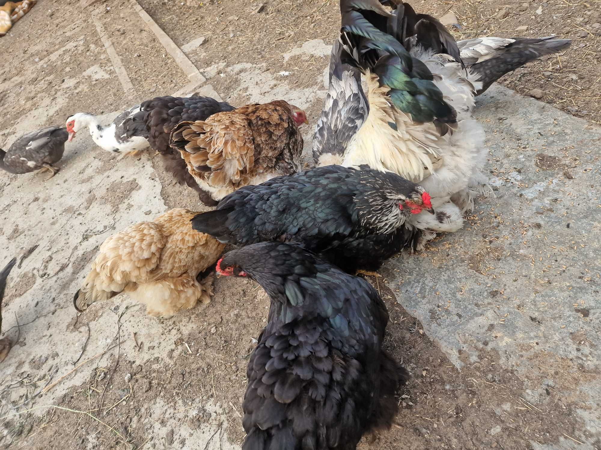 Gaini si cocoș Brahma
