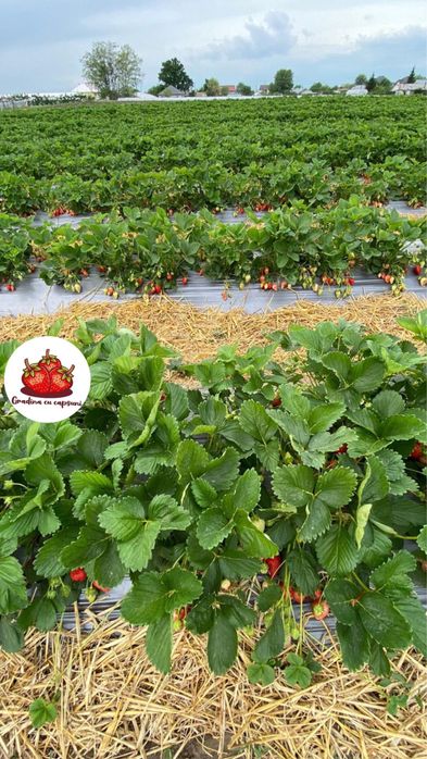 Stoloni capsuni albion, unifere elsanta