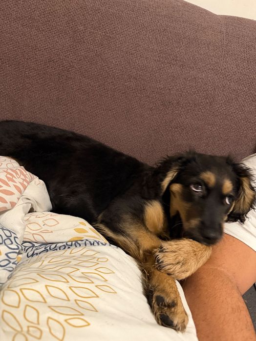 СПЕШНО!!! Подарявам женско кученце на 3 месеца