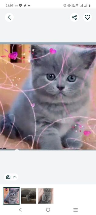 Британские котята