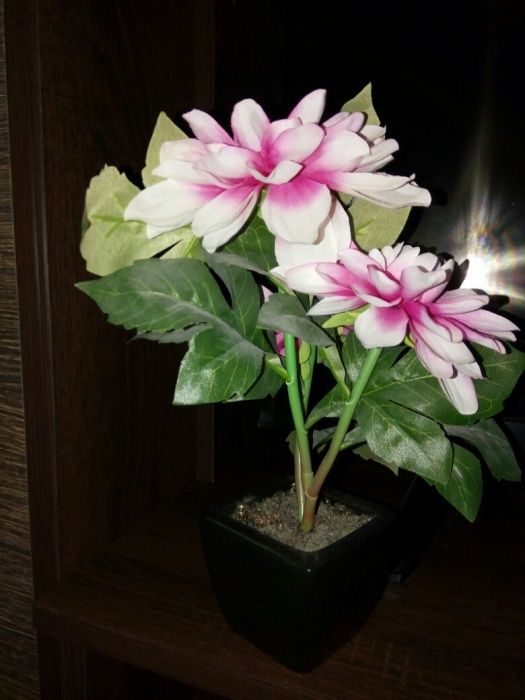 Floare ornamentala