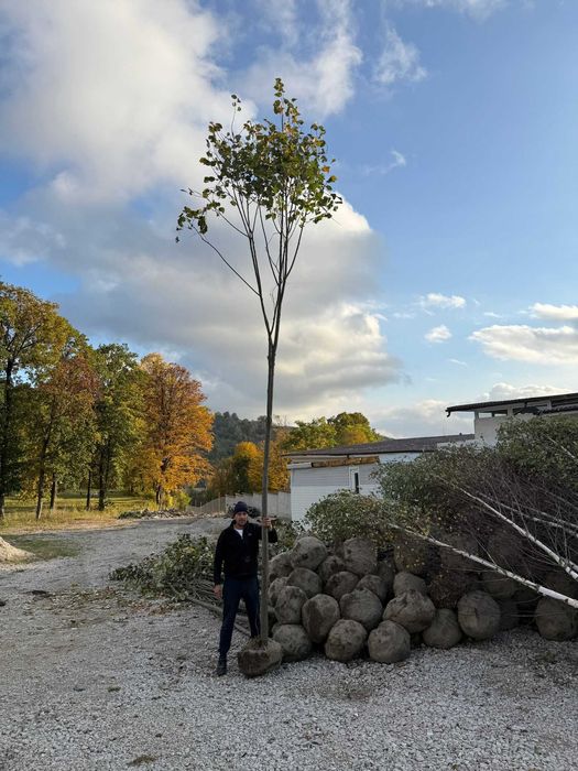 Scoatere la Comandă: Tei, Mesteacăn, Platan | Fără Risc