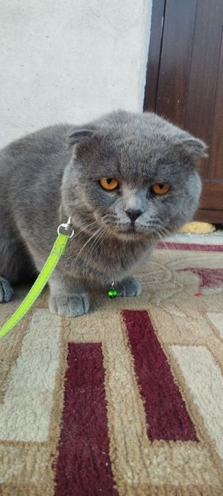 Zotlik Sokish mushugi