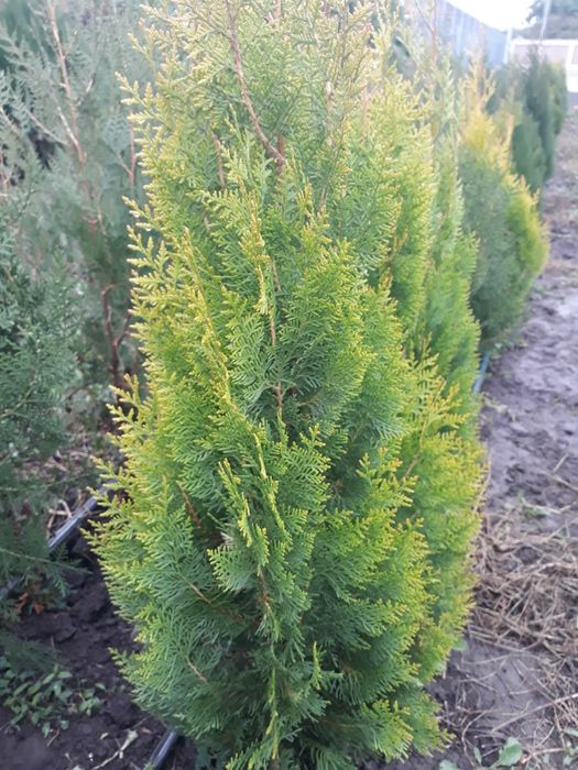 Tuia biota verde-conic