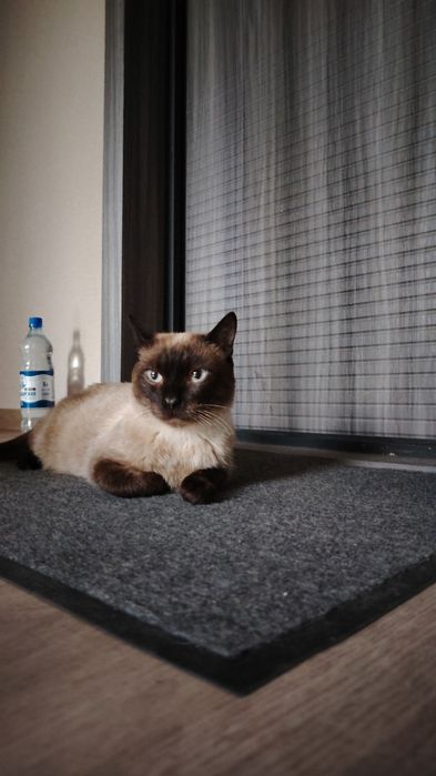 Пристраивается котик