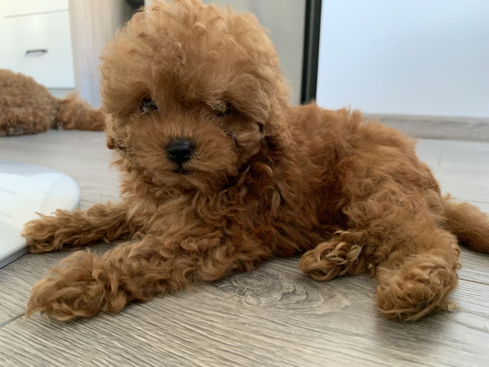 Пудел Той,Poodle Toy