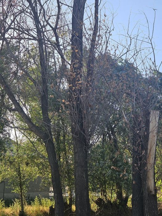 Мевали дарахт ўтинлари