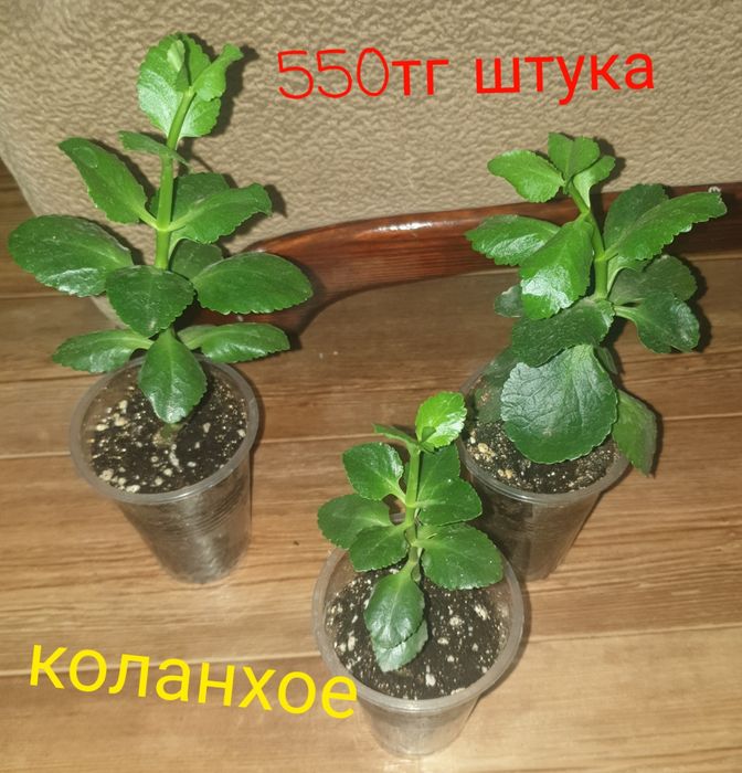 Продам комнатные растения