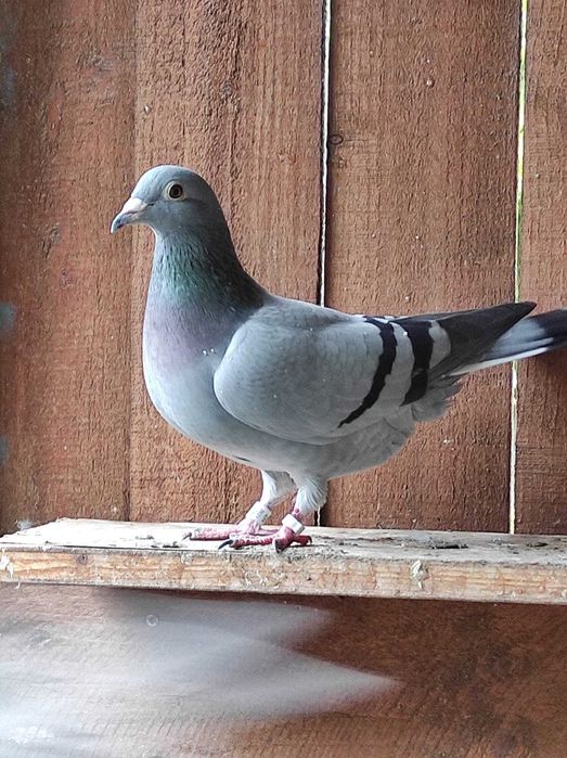 Vand  porumbei voiajori sport