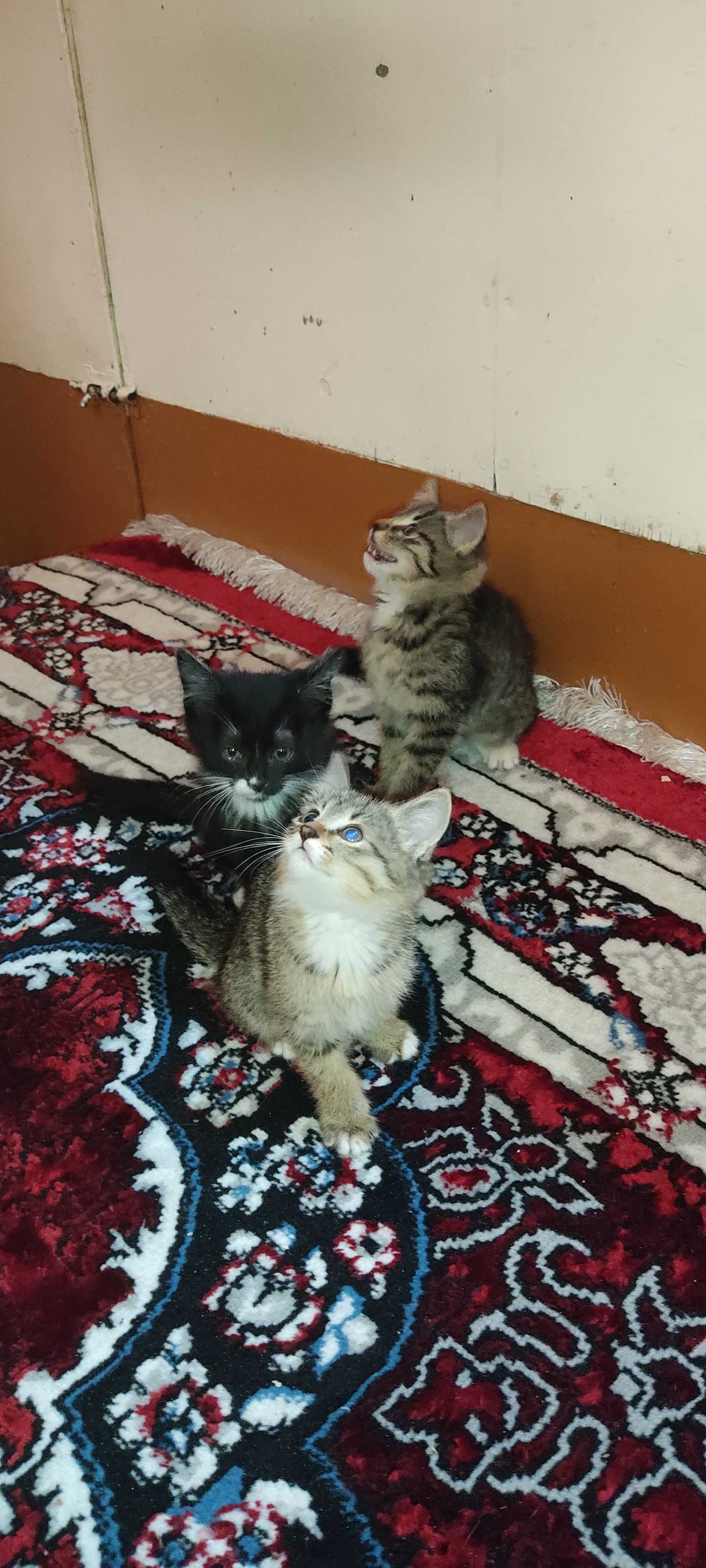 Mushuklarni hadiya qilamiz