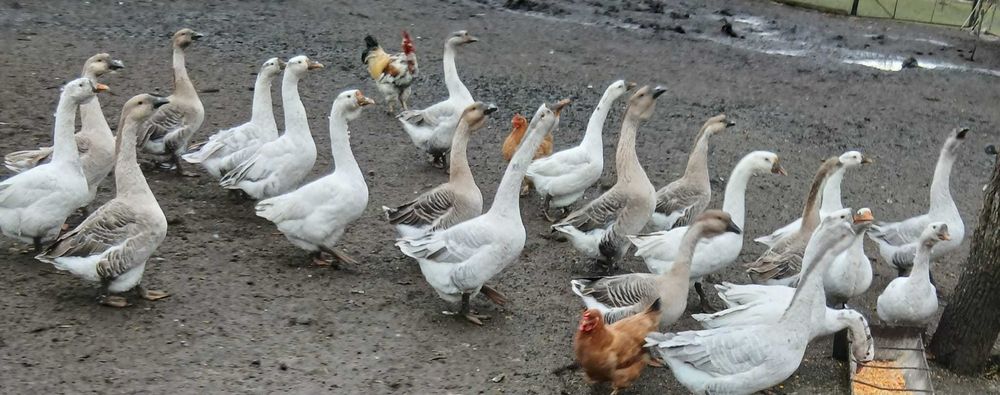 Vand gaste si curcani