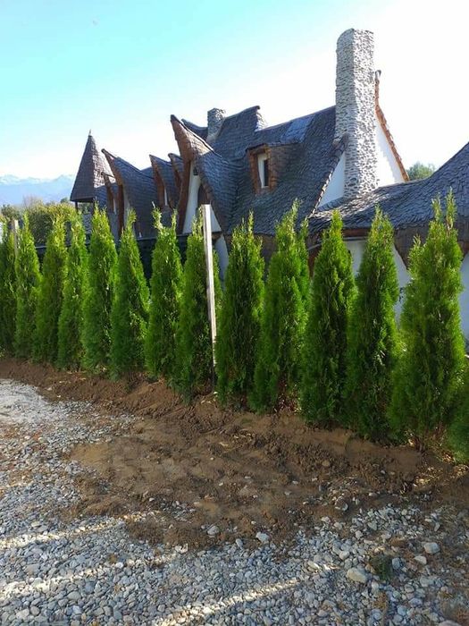 Mestecan tei lelendy tuia smarald catalpa