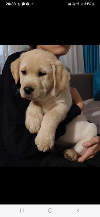 Puiuț Labrador Auriu