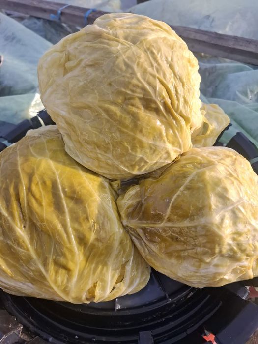 Varză murată românească