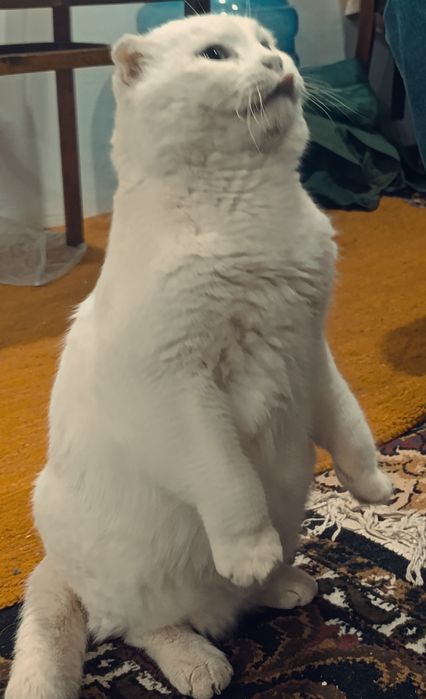 Срочно!!! Scottish fold мушук сотилади