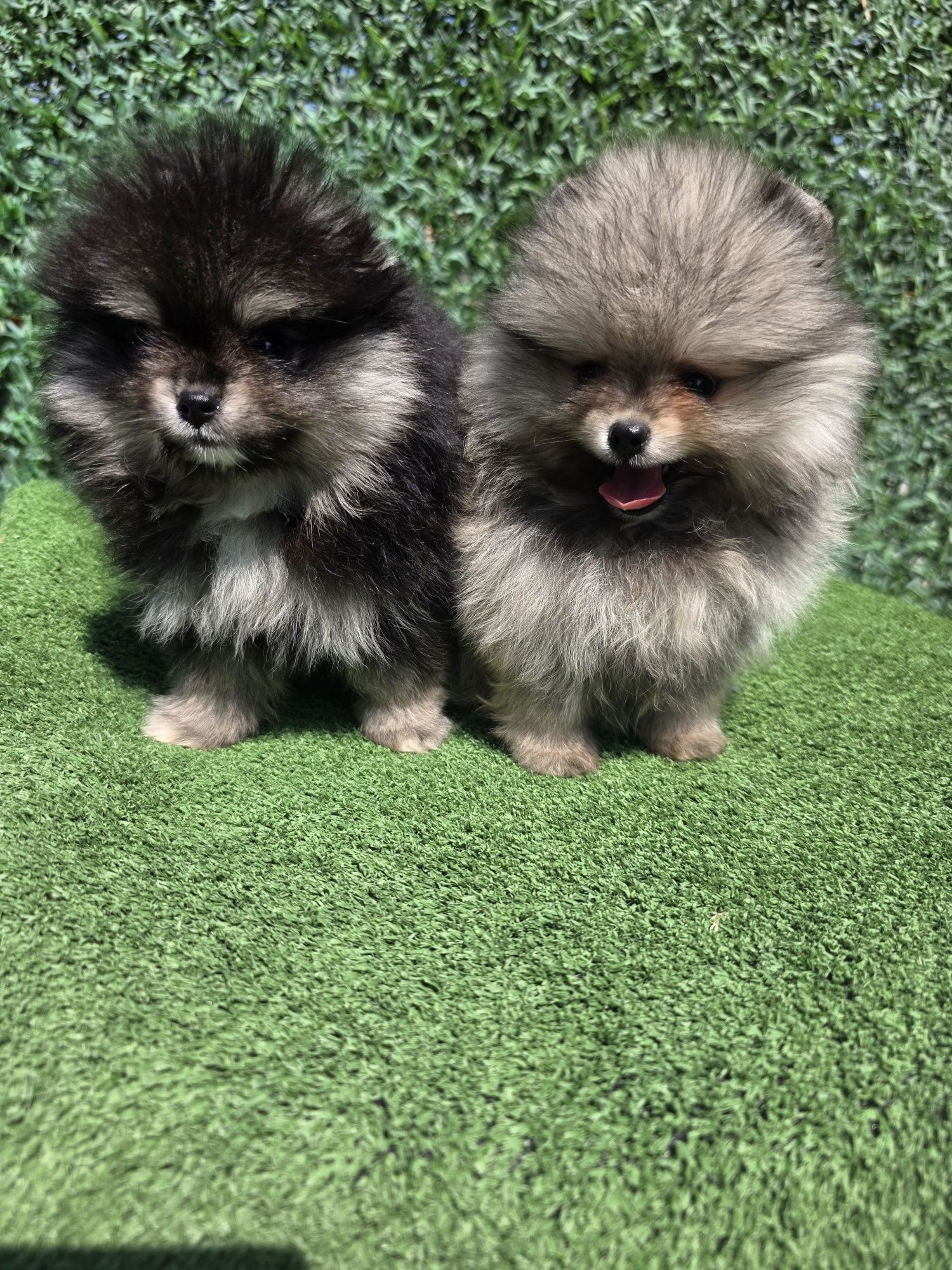 Померан мини /Mini pomeranian/ момичета
