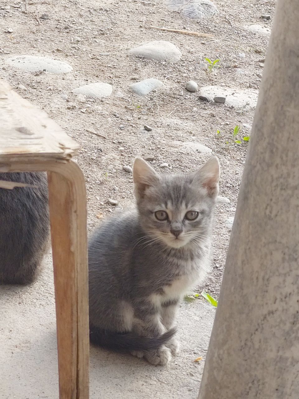 Отдаем котенка в добрые руки