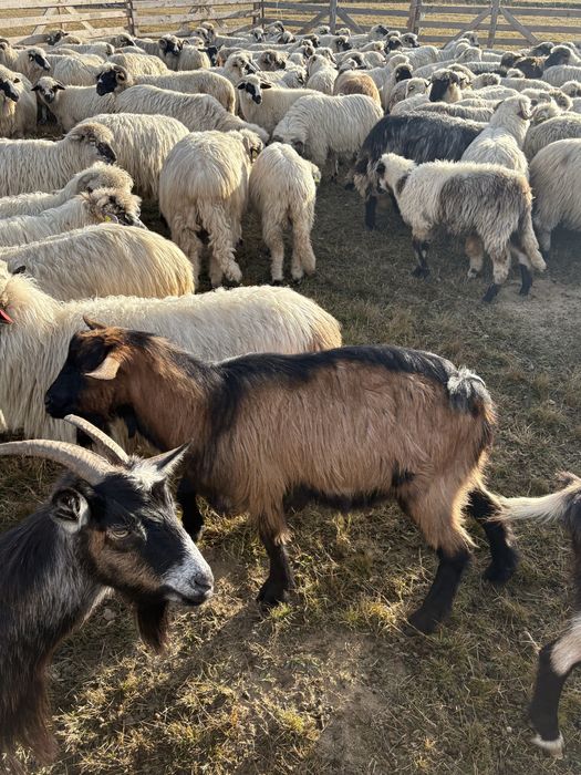 Vand 12 capre si un țap