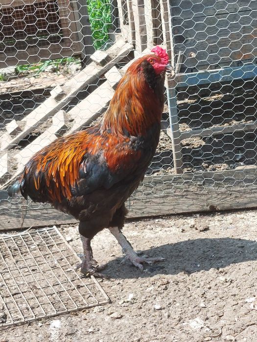 Cocosi Araucana, Australorp și Italian