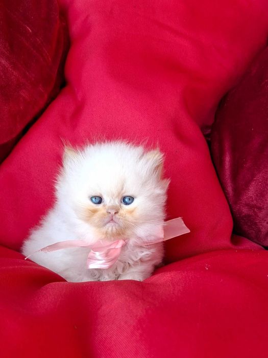 Персийски (хималайски)котенца!