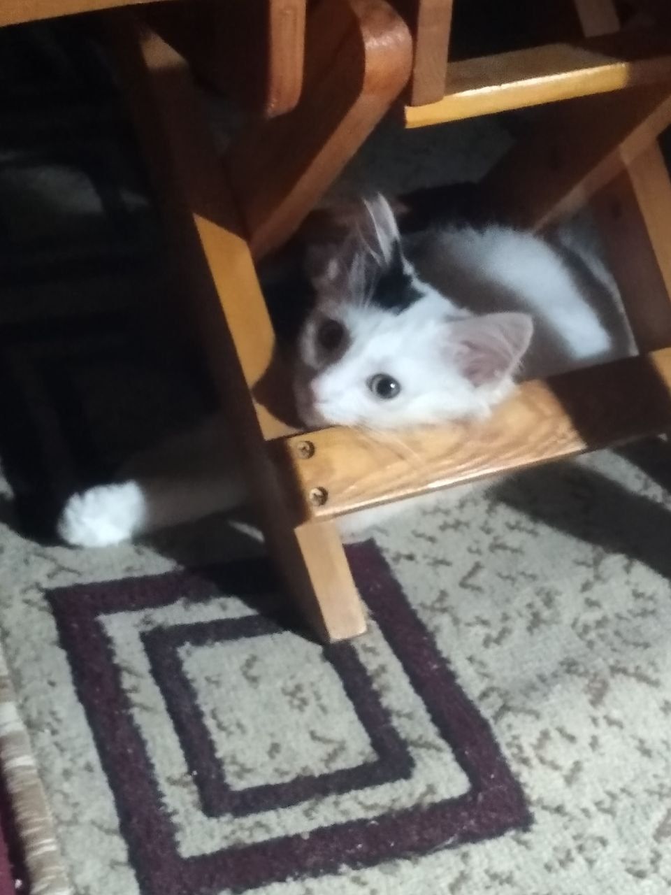 Красивый котик в добрые руки.