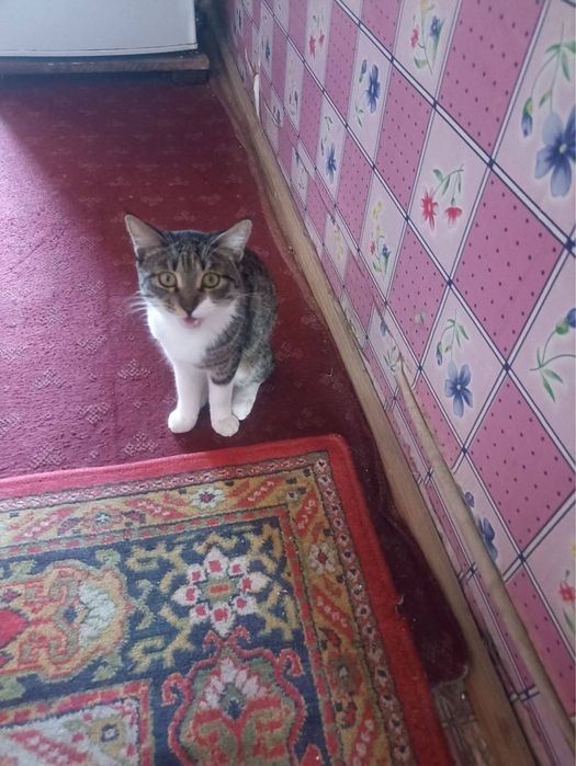 Отдам даром в хорошие руки