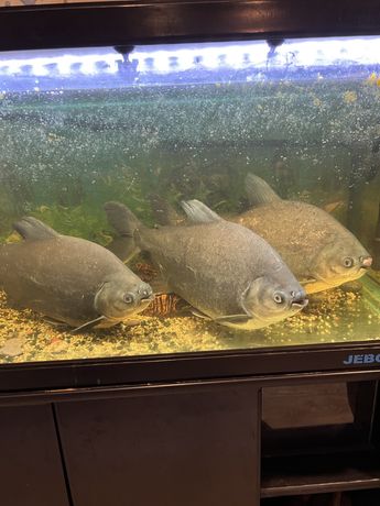 Продаю рыб в аквариум 4990 одна рыба