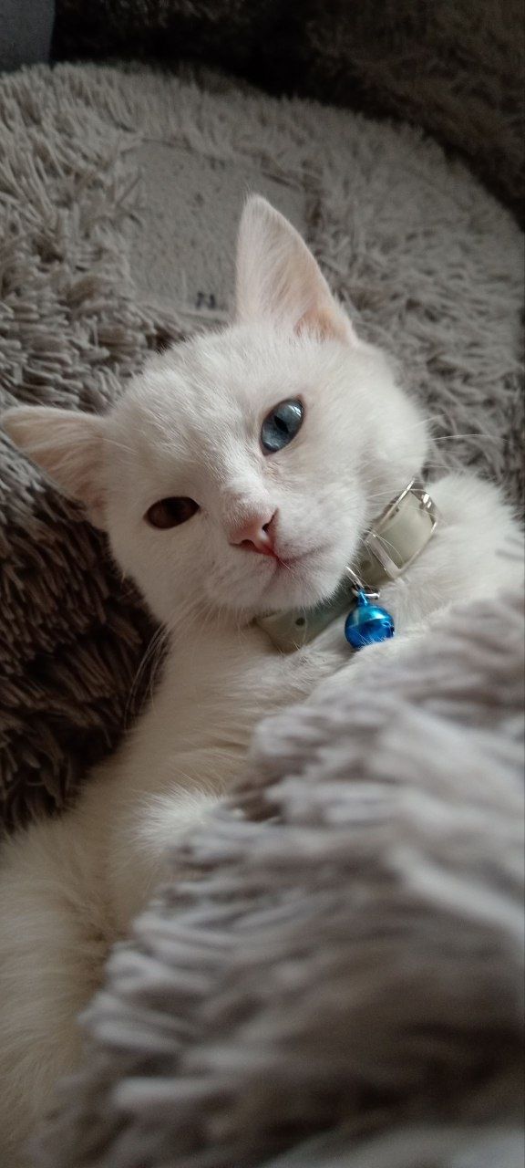 Mushuk mushuk кошка