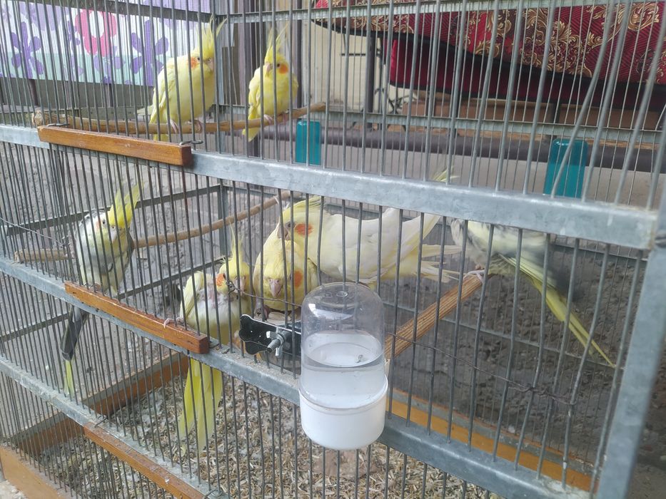 Семь корелл с клеткой