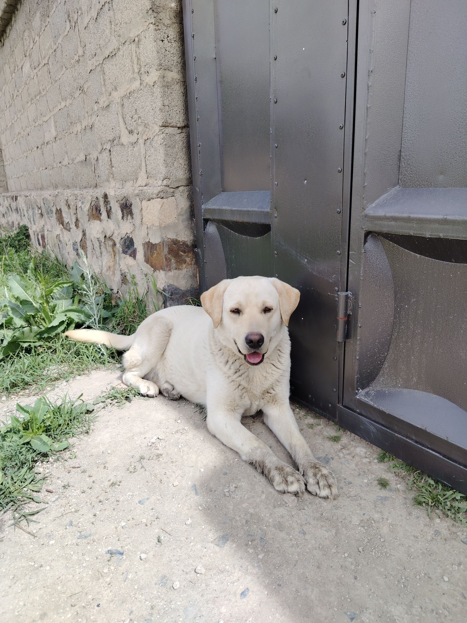 Labrador retriver
