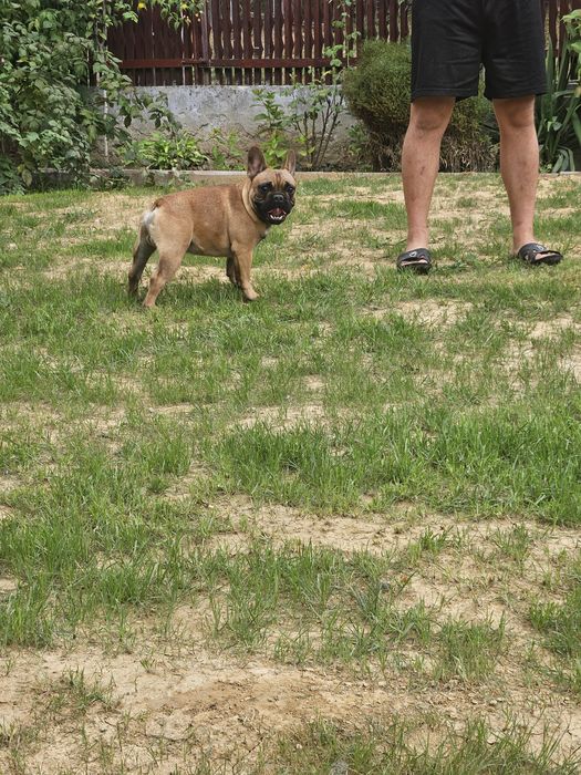 Bulldog Francez Mascul pedigree FCI