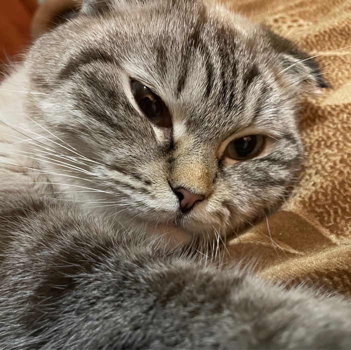 Кошечка, красивая, умная