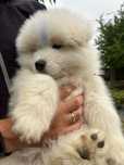 Samoyed de vanzare