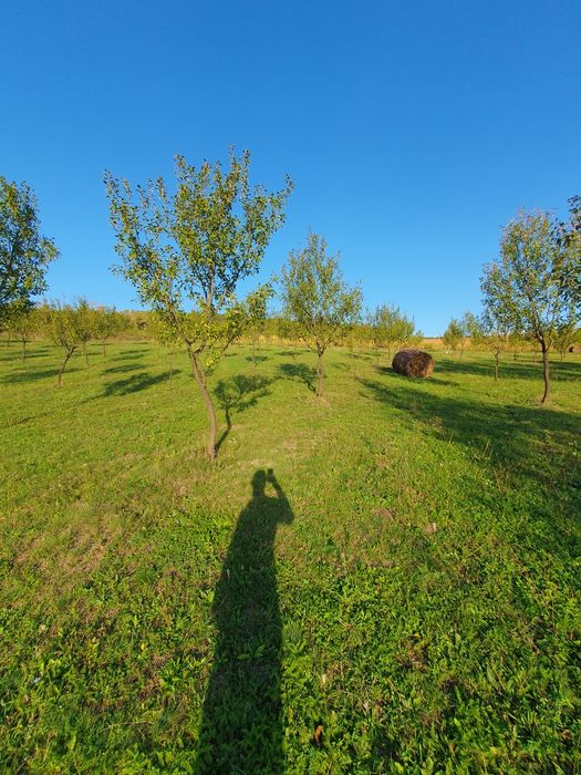 Livada de pomi tineri