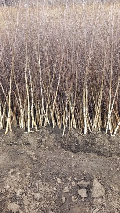 Puieti forestieri salcâm frasin carpen fag