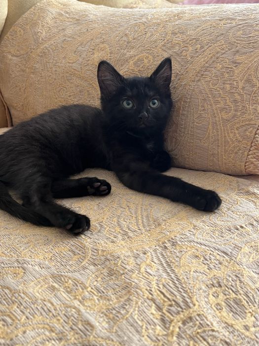 Котенок в добрые руки