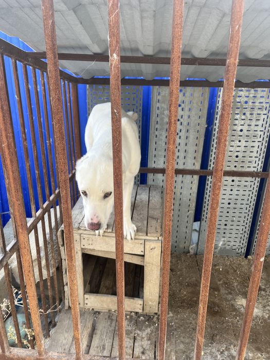 Алабай с вольером и будкой