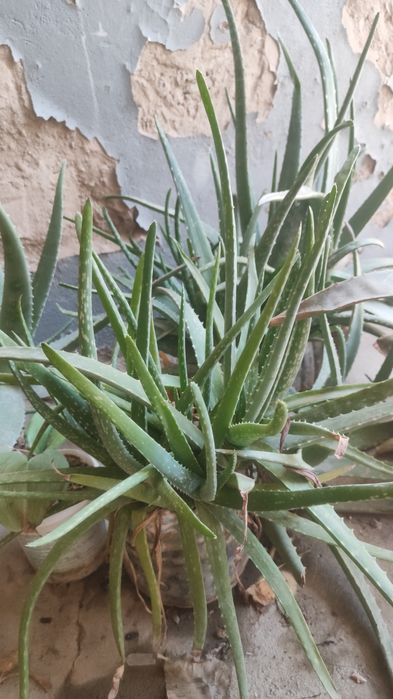 Продам отростки алоэ лечебного