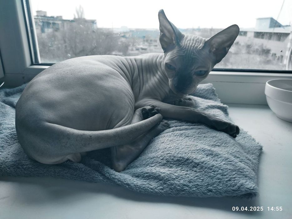 Отдам кота Канадский Сфинкс. 1,5 годиков